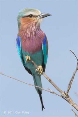 Roller, Lilac-breasted