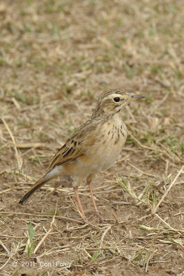 Pipit, African
