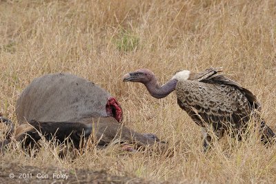 Vulture, Ruppell's