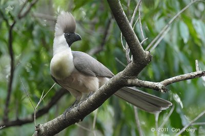 Go-Away-Bird, Bare-faced