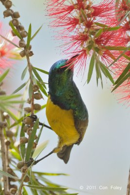 Sunbird, Collared (male)