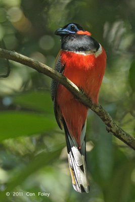 Trogon, Red-naped (male)