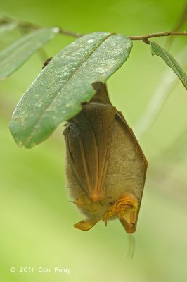 Bat, Trefoil Horseshoe