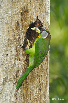 Barbet, Fire-tufted (male) @ Jalan Richmond