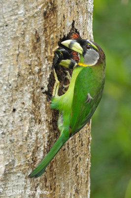 Barbet, Fire-tufted @ Jalan Richmond