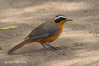 Robin-chat, White-browed @ Fig Tree