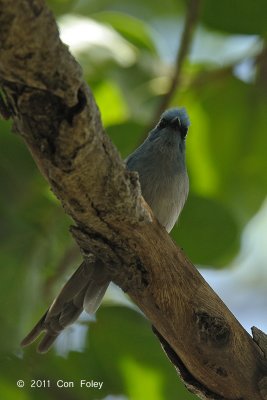 Flycatcher, African Blue @ Fig Tree