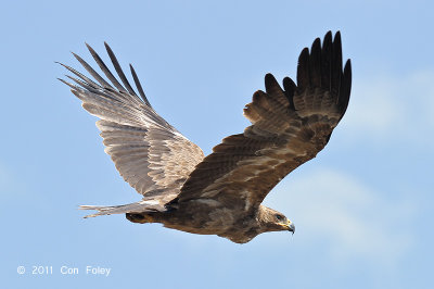 Eagle, Tawny (pale morph)