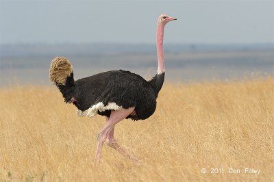 Ostrich, Common (male)