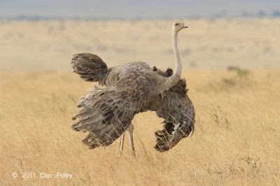 Ostrich, Common (fem mating display)