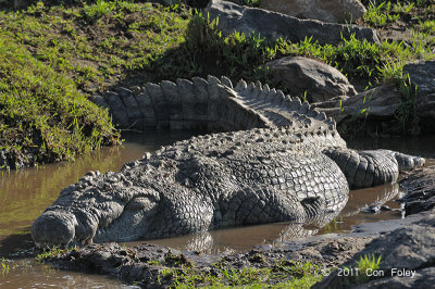 Crocodile, Nile