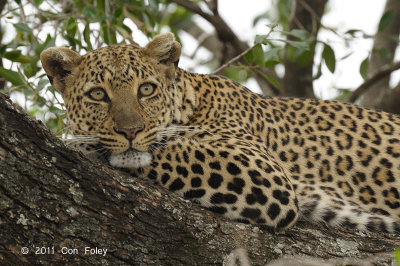 Leopard (young male)