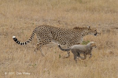 Cheetah & two cubs