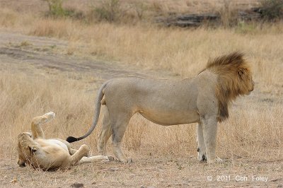 Lions mating