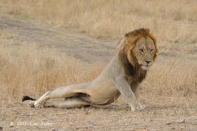 Lions mating