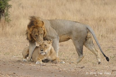 Lions mating