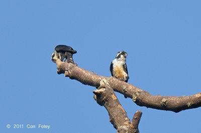 Falconet, Black-thighed