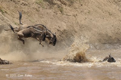 Wildebeest, Blue