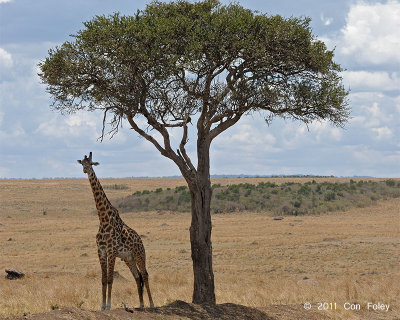 Giraffe, Maasai