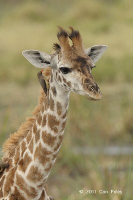 Giraffe, Maasai (juvenile)