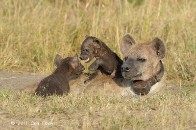 Hyena, Spotted (cubs)