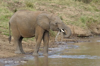 Elephant, African Bush