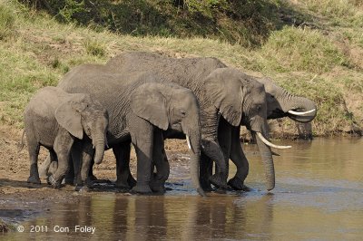 Elephant, African Bush