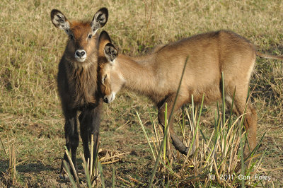 Waterbuck (female & juvenile)