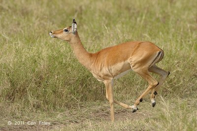 Impala (female)