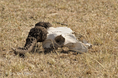 Wildebeest (skull)