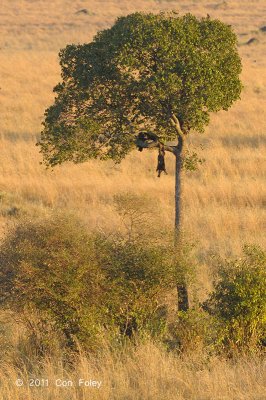 Leopard (kill - hanging in tree)