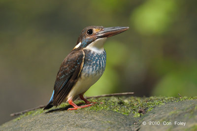 Kingfisher, Blue-banded (male)