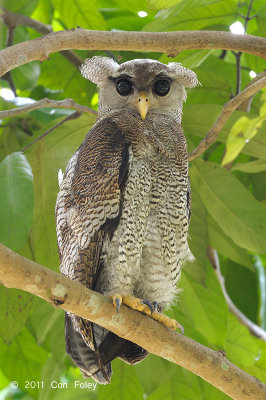 Owl, Barred Eagle (juvenile)