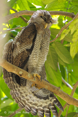 Owl, Barred Eagle (juvenile)