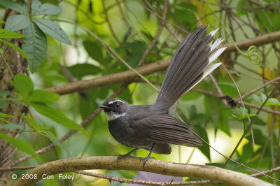 Fantail, White-throated