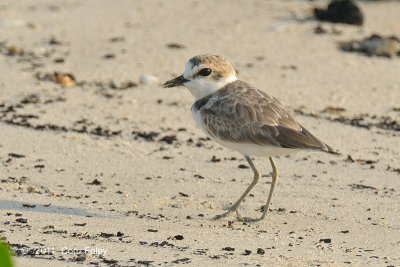 Plover, Malaysian (1st summer male)
