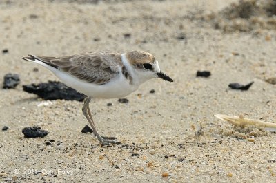 Plover, Malaysian (1st summer male)