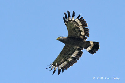 Eagle, Crested Serpant
