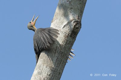 Woodpecker, Great Slaty