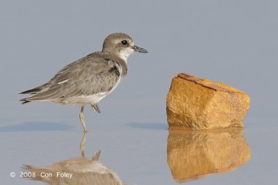 Plover, Greater Sand @ Pontian