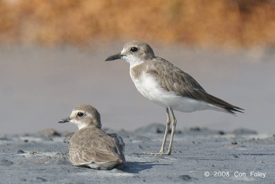 Plover, Greater Sand @ Pontian