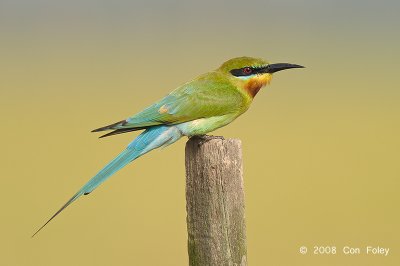Bee-eater, Blue-tailed @ Sungei Balang