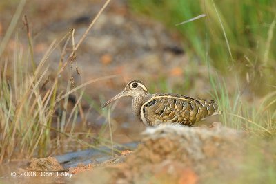 Snipe, Greater Painted (male) @ Batu Gajah