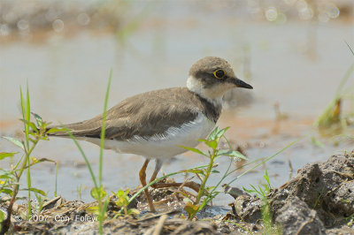 Plover, Little Ringed @ Sungei Balang