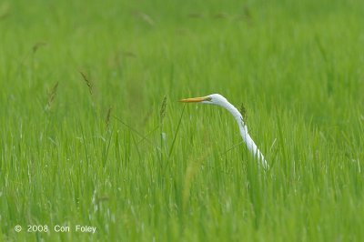 Egret, Great @ Sungei Balang