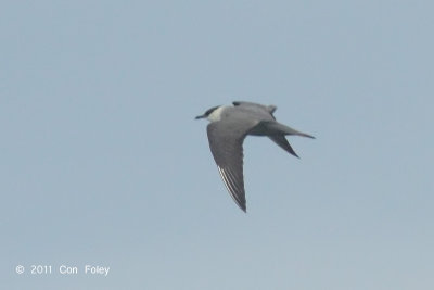 Skua, Long-tailed @ Straits of Singapore