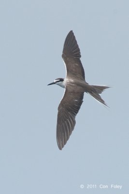 Tern, Bridled @ Straits of Singapore