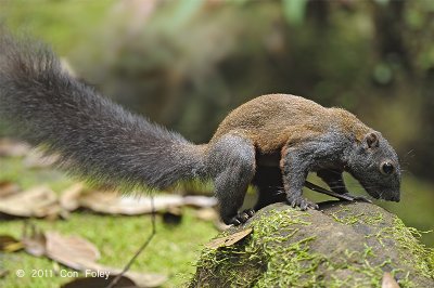 Squirrel, Horse-tailed