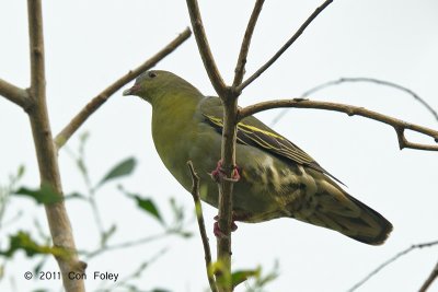 Pigeon, Cinnamon-headed Green @ Ubin