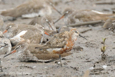 Sandpiper, Curlew @ Sungei Buloh